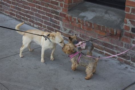 Triple Dog Day Two Yorkies And A Small Lab Mix The Dogs Of San Francisco