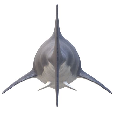 Swimming Shark Illustration 27257699 Png