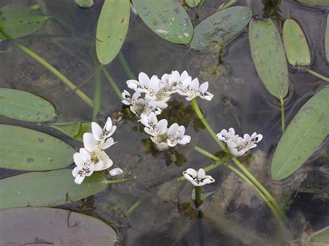 Plant Care Merebrook Pond Plants