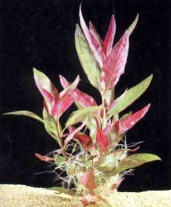 Живые аквариумные растения