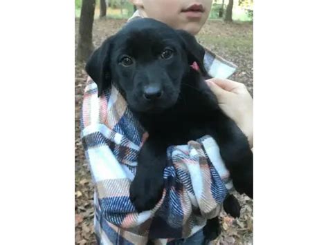 2 beautiful AKC black lab puppies left - Puppies for Sale Near Me