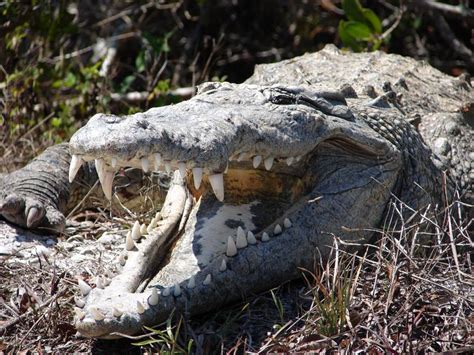 Power of crocodile bite discussed | News | utdailybeacon.com