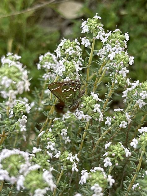 Juniper Hairstreak From Hawthorne Rd Spring Branch TX US On March 8