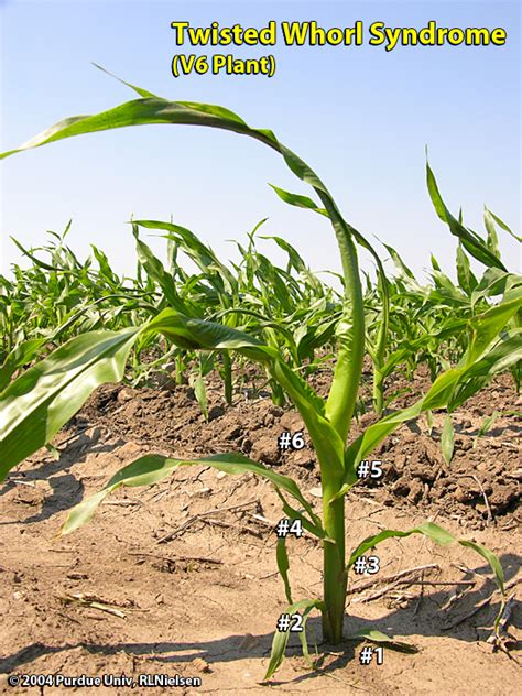 Twisted Whorl Symptoms In Corn Corny News Network Purdue University