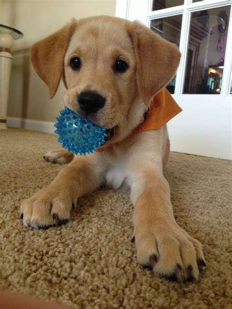 Pin by Debbie Horton on PETS | Dog obsessed, Cute animals, Yellow lab