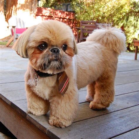 How To Teddy Bear Cut Shih Tzu Shih Tzu Dog