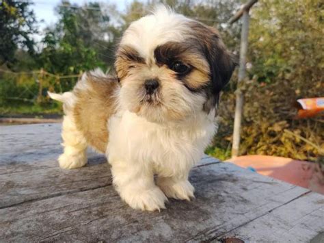 4 male Shih tzu puppies for sale Lakeland - Puppies for Sale Near Me