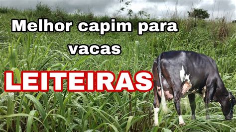 Capim Andropogon O Melhor Capim Para Vacas Leiteiras Capim De Baixa