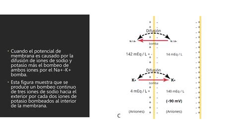 Potenciales De Membrana Y Los Potenciales De Acción Pptx