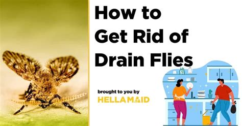 How To Get Rid Of Drain Flies