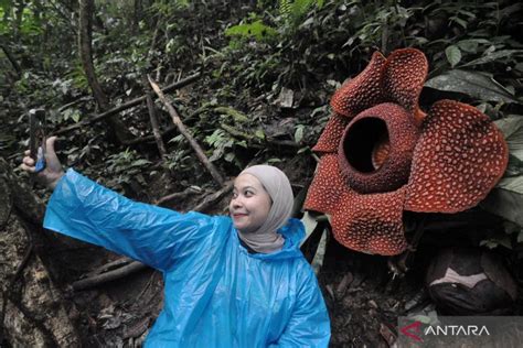 Bunga Rafflesia Arnoldii Berkelopak Enam Mekar Di Bengkulu Antara News