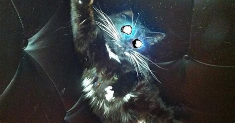 Used Red Eye Correction On My Cat Imgur