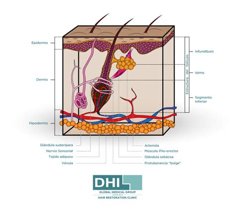 La Anatom A Del Cabello