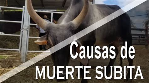 Causas de la Muerte Súbita en Bovinos YouTube