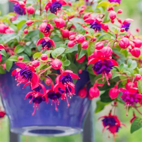 How To Grow Fuchsias In Pots With Expert Plant Advice Homes Gardens