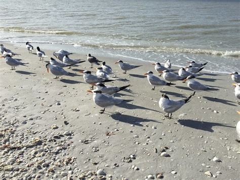 Sanibel Island Kevin Tyrrell Flickr