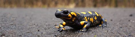 18 Must Know Salamander Facts About These Amphibians