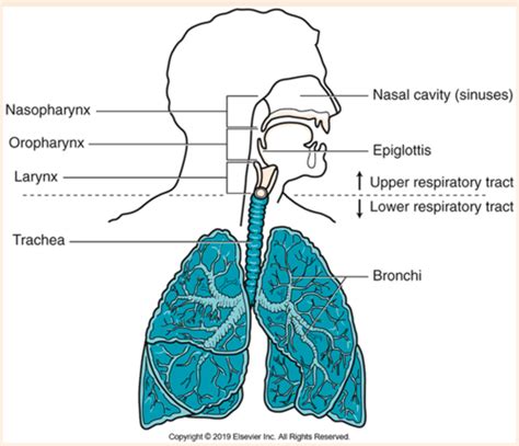 Upper And Lower Respiratory Tract Infections Flashcards Quizlet