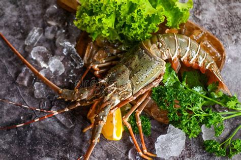 Spiny Lobster Seafood On Ice Fresh Lobster Or Rock Lobster With Herb