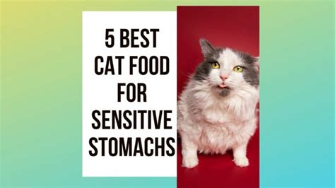 5 Best Cat Food For Sensitive Stomachs Traveling With Your Cat