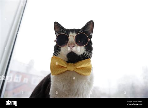 Cat Wearing Bowtie Hi Res Stock Photography And Images Alamy