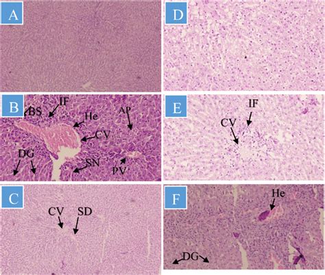 Histological Illustration Of Liver Tissue A Normal Liver Tissue