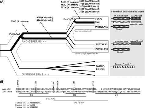 A Schematic Representation Of The Evolution Of B Mads Box Genes