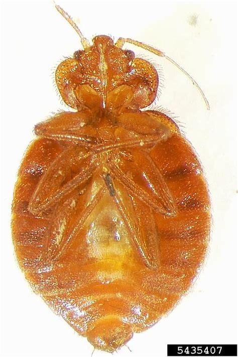 Bed Bug Cimex Lectularius Linnaeus