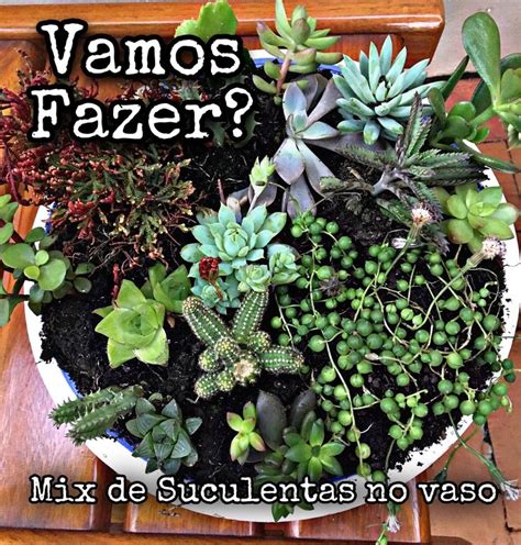 Various Types Of Succulents In A Bowl On A Table With The Words Vamos