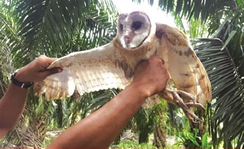 Berita Sawit Mengendalikan Hama Tikus Di Perkebunan Kelapa Sawit