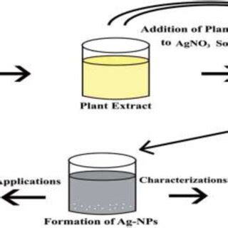 Schematic Diagram For Green Synthesis Of Agnps By Using Plan Plant