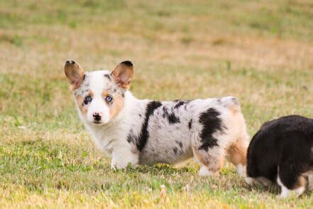 Blue Merle Corgis Coat Colors Elk Ridge Corgis