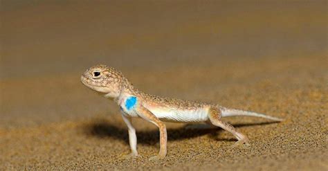 Agama Lizard Pictures - AZ Animals