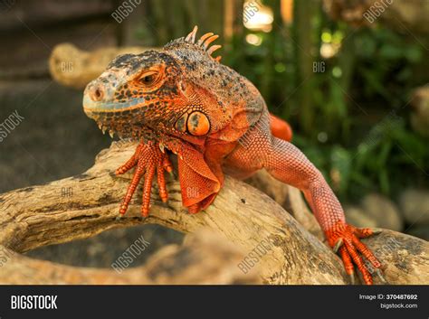 Beautiful Red Iguana Image And Photo Free Trial Bigstock