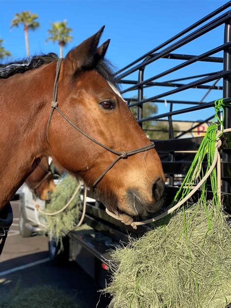 Remembering "A Gentle Giant" - Phoenix Zoo