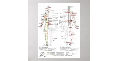 Chart of Human Meridians | Zazzle