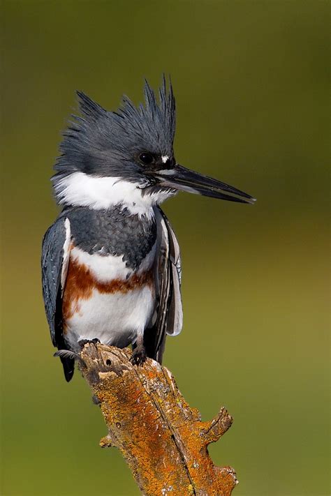 Female Belted Kingfisher – Mary Lake – anewscafe.com