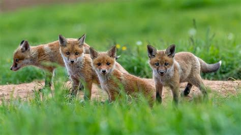 Cute fox cubs - backiee