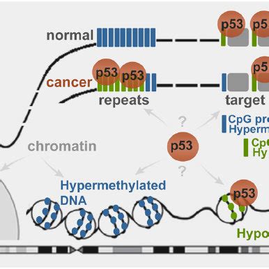 Schematic Representation Of Wild Type P53 Binding To Genomic Targets In