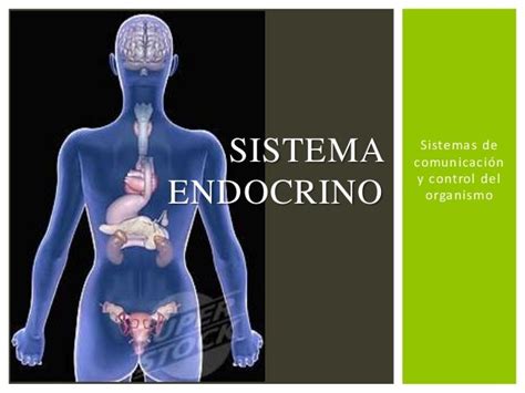 Sistema Endocrino Danny Serrano