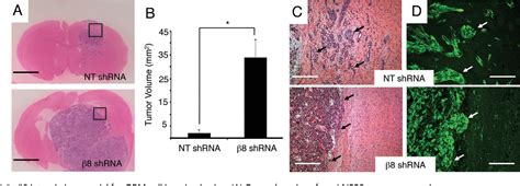 Figure 2 from αvβ8 integrin interacts with RhoGDI1 to regulate Rac1 and