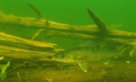 Engbretson Underwater Photography Secret Life Of Walleyes Outdoors