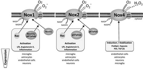 Nadph Oxidase Pathway