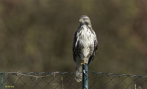 BUSE VARIABLE Mäusebussard Common Buzzard Jean Paul HEYER Flickr