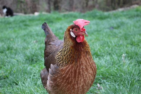 Leghorn Chicken Facts Backyard Poultry