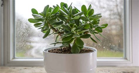 How To Grow And Care For Jade Plants Indoors Gardeners Path