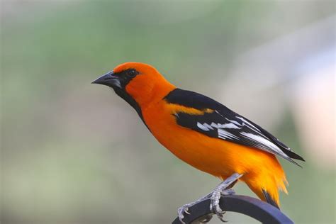 9 Types Of Orioles In North America ID Guide With Facts Chart