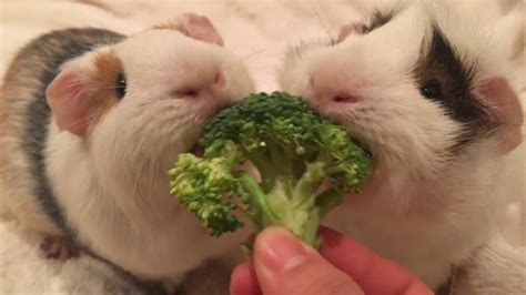 Guinea Pigs Love Veggies Youtube