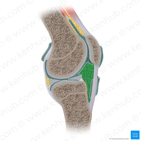 Kniegelenk Aufbau Funktion Und Arthrose Kenhub