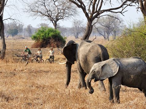 Cycling Safari | Experiences | Wild Safari Guide
